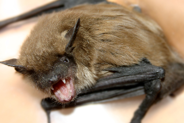 Bats and Rabies